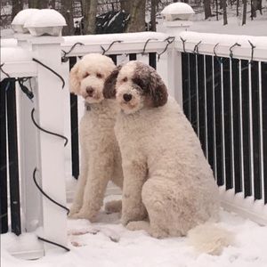 Meet your Posher, Rhonda